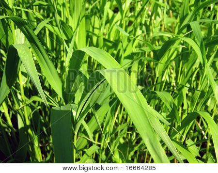 Herbe verte