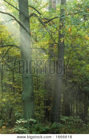Paprsky světla do mlžných lesů