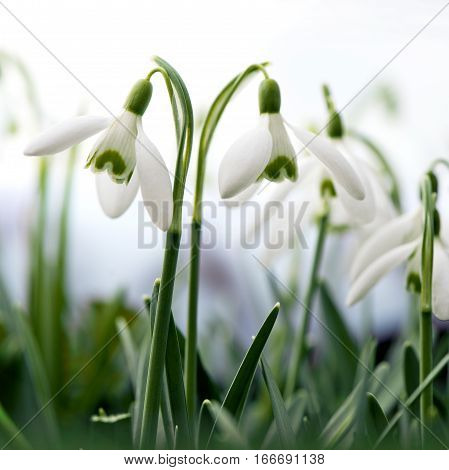 Spring flowers in a garden. Snowdrops (Galanthus)