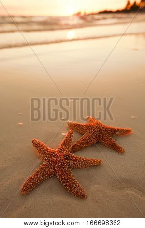 starfish shell on beach in sunrise light, seascape, live action