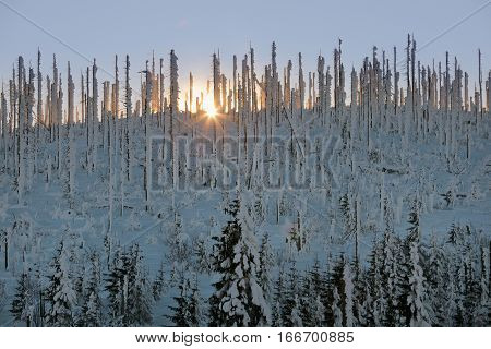 Sunrise over the mountain covered with dry trees in winter.