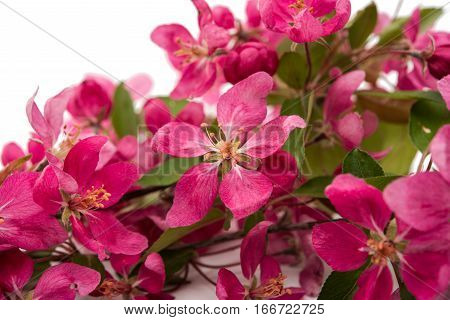 pink flowers of apple on a white background