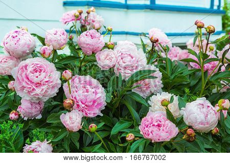 Pink peony (Paeonia officinalis) plants in bloom in the home garden.