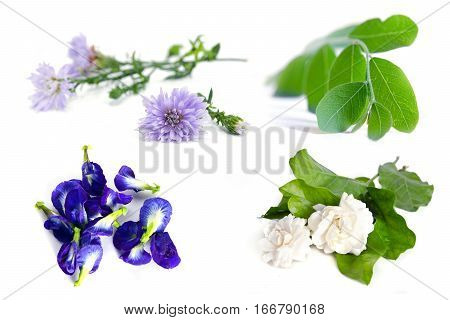Group of plant and flower (Moringa plant leaf jasmine flower butterfly pea blue pea and violet flower) isolated on white background