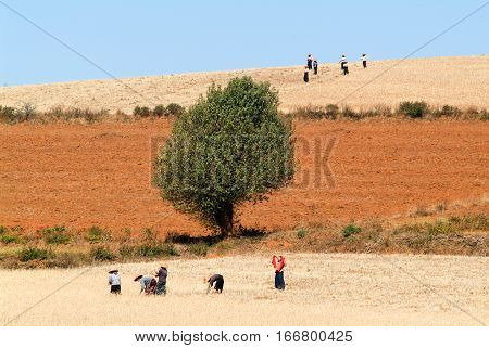 Pindaya Myanmar - 13 January 2010: Farmers harvesting wheat on the countryside of Pindaya on Myanmar