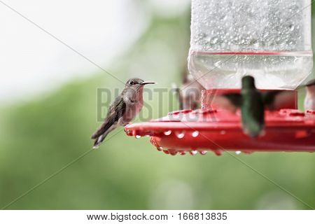 A beautiful female Ruby Throated Hummingbird (archilochus colubris) perched on a feeder with other hummingbirds perched around her after a rain storm. Extreme shallow depth of field with selective focus on bird in center.