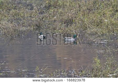 Nile geese in the Danube with shadowplay colorful water