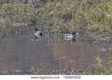 Nile geese in the Danube with shadowplay colorful water