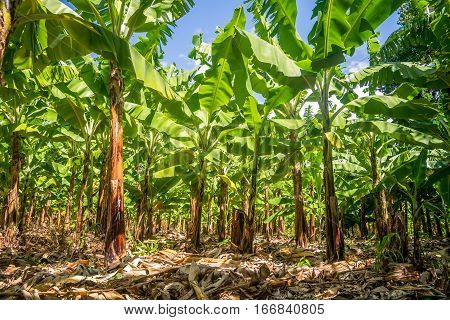 Banana Plantation Is East Africa