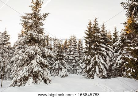 At Baraque Michel there are an lot of trees in the snow at the winter whit an path
