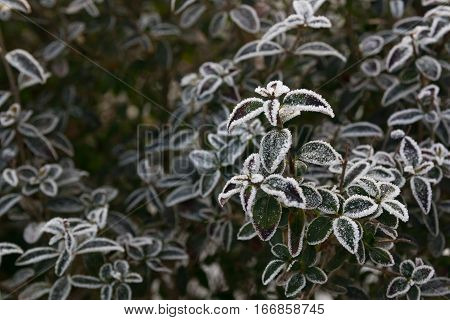Frozen green leaves of a plant in winter