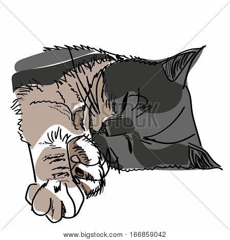 Vector sketch and watercolor drawing of a sleeping cat.