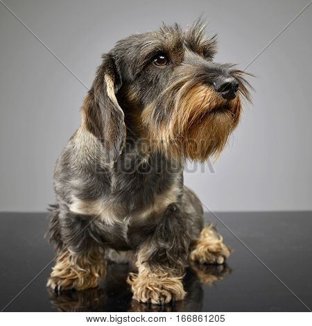 Studio Shot Of An Adorable Wire Haired Dachshund