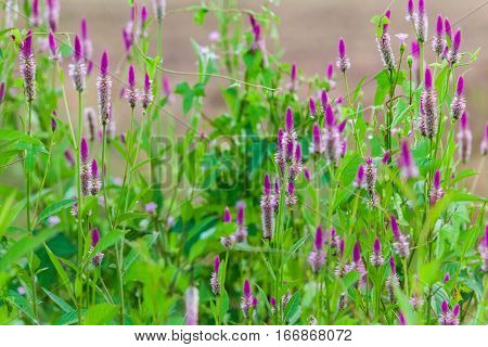 Pink flower Obedient Plant alike or better known as Physostegia Virginiana for blur background