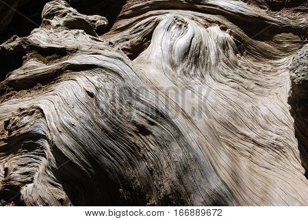 Gnarly Sequoia Tree Wood Trunk Fallen Log
