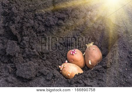 potato on the ground planting sprouted tubers spring agrarian background