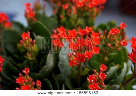 Four red petal flower Kalanchoe Flower tropical succulent plant or better known as Widow's-thrill