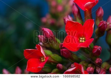 Four red petal flower Kalanchoe Flower tropical succulent plant or better known as Widow's-thrill
