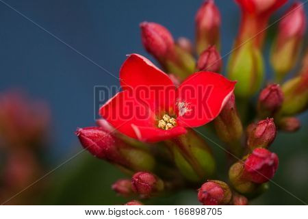 Four red petal flower Kalanchoe Flower tropical succulent plant or better known as Widow's-thrill