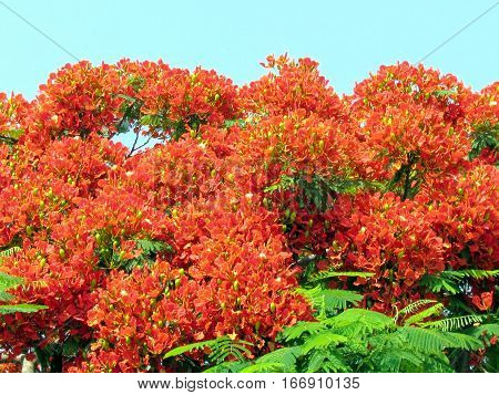 Red acacia flower in Edith Wolfson Park in Ramat Gan Israel June 22 2011