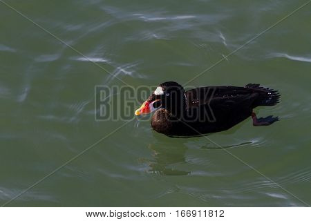 Surf Scoter water bird in bc canada