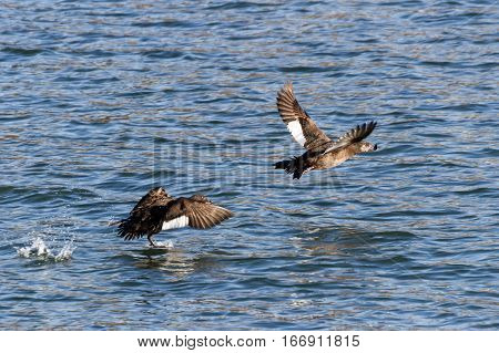 White-winged Scoter water bird in bc canada
