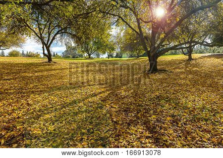 Early Winter Landscape In The Park In California