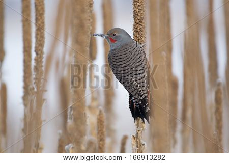 A Northern Flicker poses with Snow on Beak