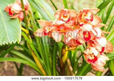 orange cymbidium flower , beauty in nature