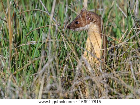 A Short-tailed Weasel looking around through the Grass