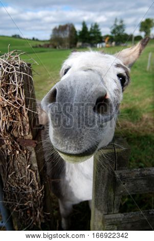 Donkey At A Fence