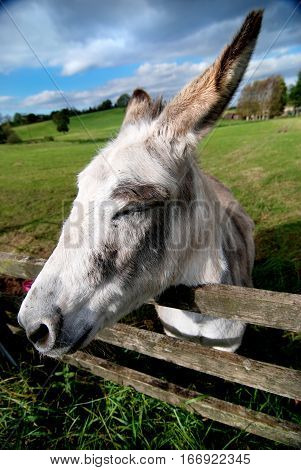 Donkey At A Fence