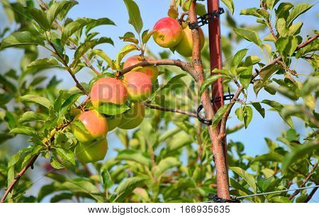 Apple Farm - This Photo was taken at Apple Orchard in Malta Illinois