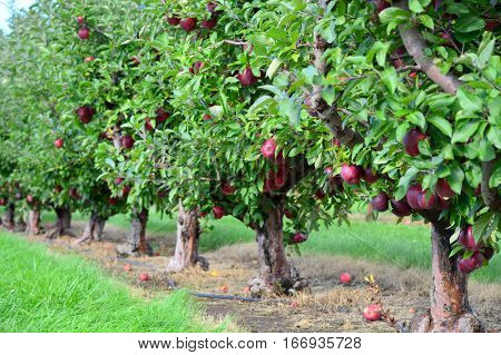 Apple Trees - This Photo was taken at Apple Orchard in Malta Illinois