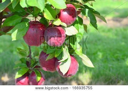 Red Delicious Apples - This Photo was taken at Apple Orchard in Malta Illinois