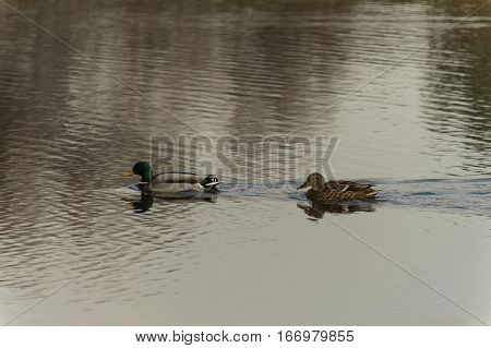 The  anas platyrhyncos male and female at the remolar-filipines reserve, Barcelona