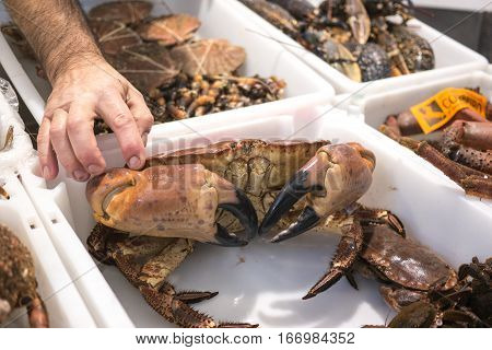 Galician Crab