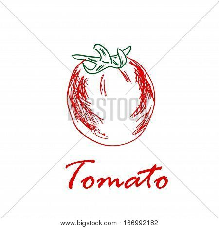 Hand drawn red vector illustration of tomato isolated on white background