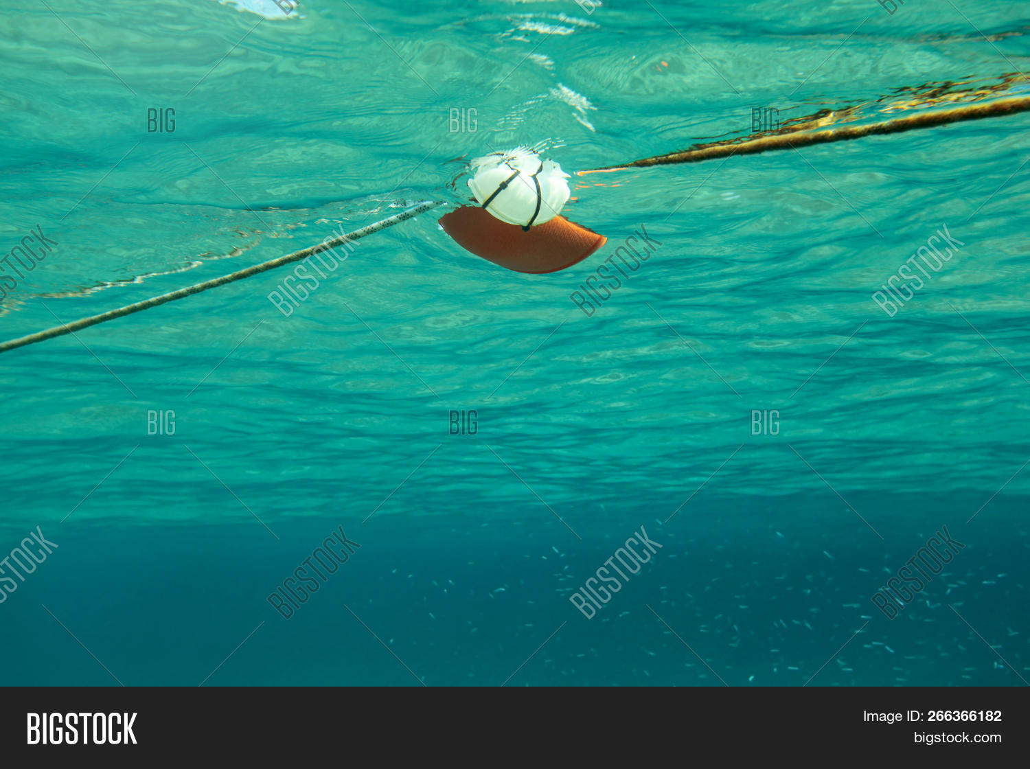 Swimming Towards Rope Image Photo Free Trial Bigstock
