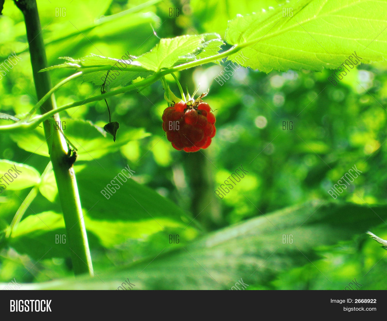 Image Preview