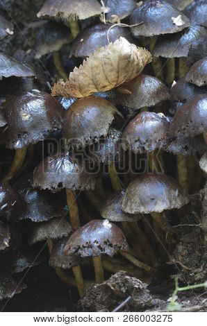 Hypholoma Lateritium Or Brick Cap, Is Considered Inedible In Europe And Edible In Usa And Japan