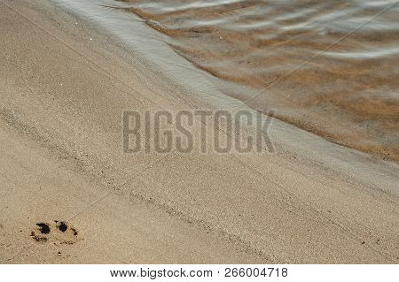 Dog Print In The Sand Near The Water Beach