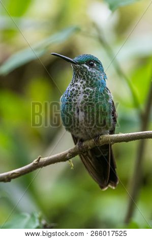 Hummingbird(trochilidae)flying Gems Hummingbird(trochilidae)flying Gems Costa Rica Ecuador South Ame