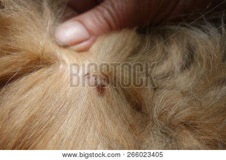 Help Clean Ticks From Dogs