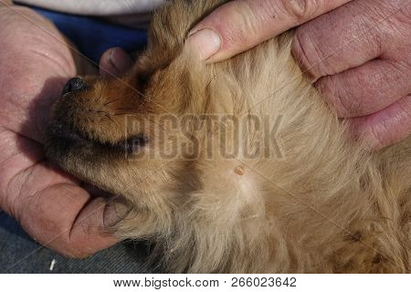 Help Clean Ticks From Dogs.