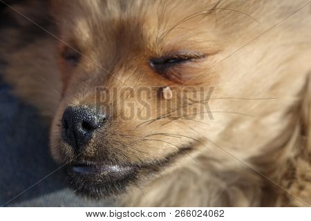 Help Clean Ticks From Dogs.