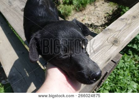 Help Clean Ticks From Dogs.