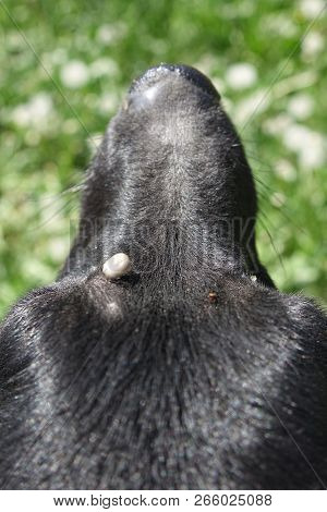 Help Clean Ticks From Dogs.