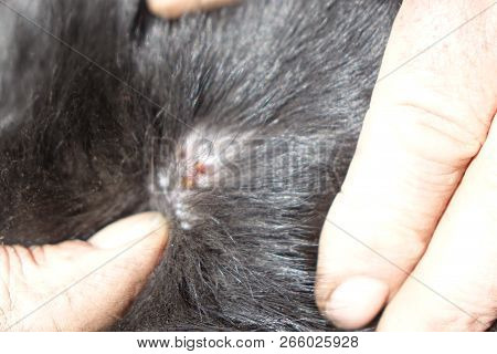 Help Clean Ticks From Dogs.