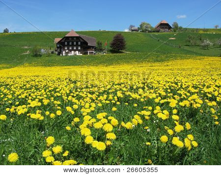 Naturskønne eng i Emmental region, Schweiz